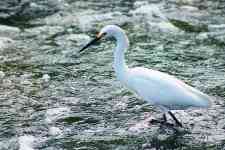 Coppell: bird, heron, egret