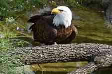 Coppell: bird, bald eagle, american eagle